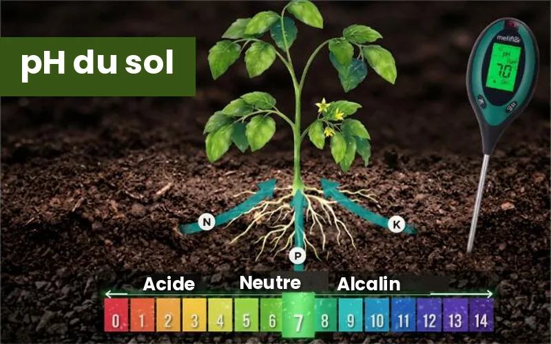 Illustration du pH du sol avec plante et racines absorbant l'azote, le phosphore et le potassium